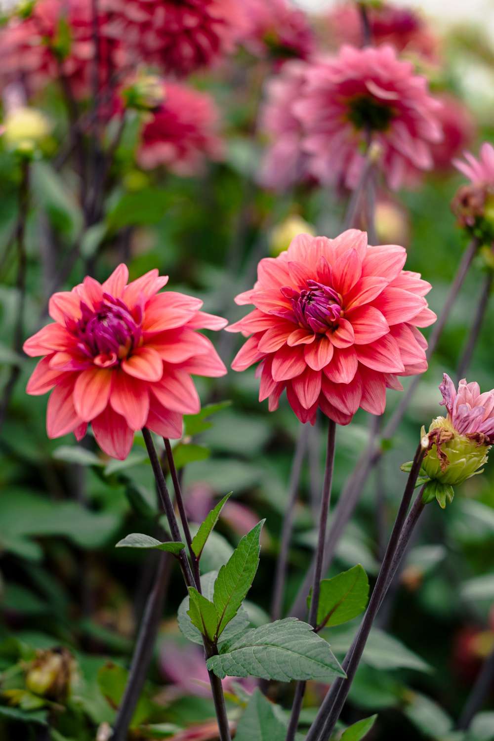 Dahlia 'American Dawn'